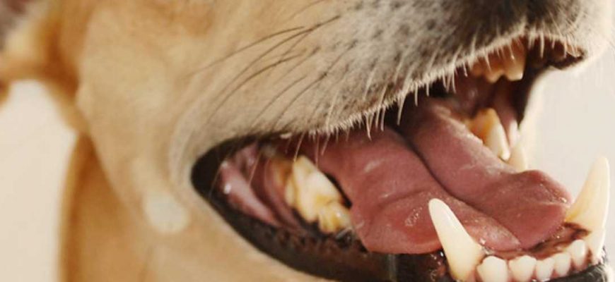Зубы у собак — количество, схема строения и правила ухода - База знаний -  статьи для кинолога - Геоинфромационный Кинологический Портал DOGBI