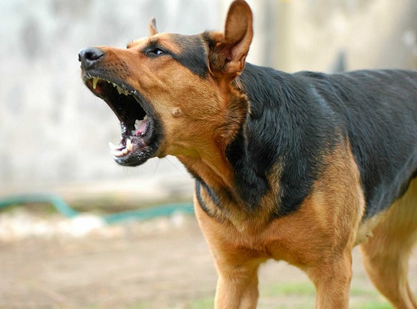 Показания для удаления голосовых связок у собак