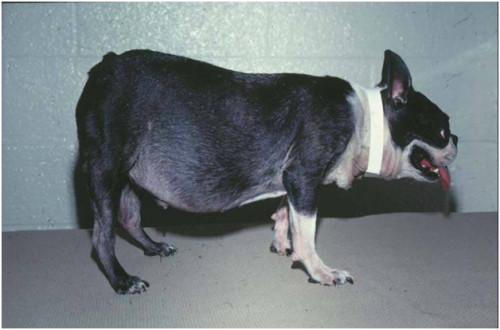 Полиурия и полидипсия у собак Фото