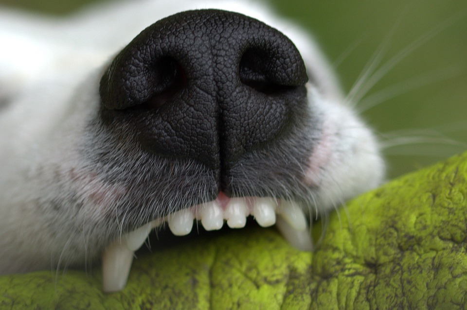 В каком возрасте выпадают молочные зубы у собак?
