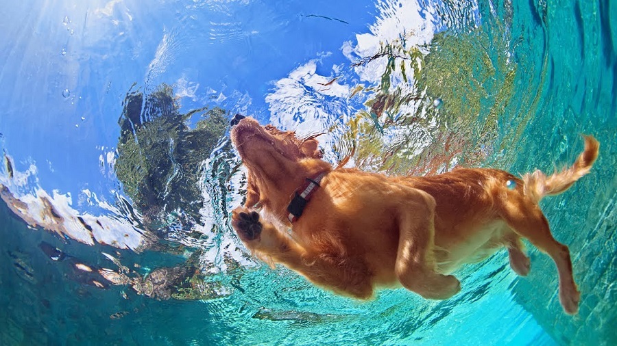 собака хорошо плавает